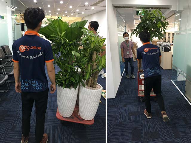 1989 Cung Cấp Dịch Vụ Cho Thuê Cây Cảnh Văn Phòng Đến Với Prosland