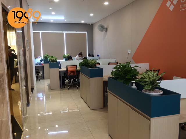 Cen Land Chi Nhánh TP.HCM Sử Dụng Dịch Vụ Cho Thuê Cây Xanh Văn Phòng 1989
