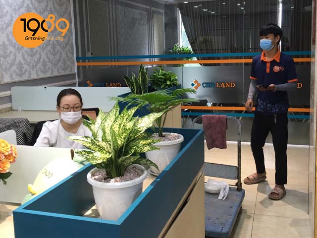 Cen Land Chi Nhánh TP.HCM Sử Dụng Dịch Vụ Cho Thuê Cây Xanh Văn Phòng 1989