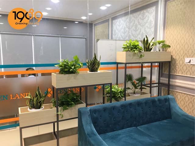 Cen Land Chi Nhánh TP.HCM Sử Dụng Dịch Vụ Cho Thuê Cây Xanh Văn Phòng 1989