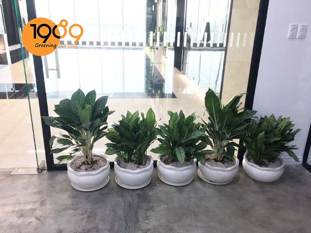 Cây cau cảnh, thiết mộc lan, kim ngân bím, bạch mã hoàng tử