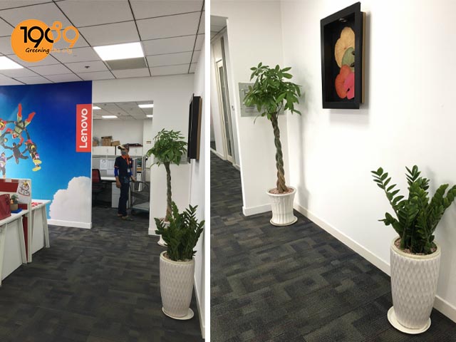 Văn Phòng Đại Diện Lenovo (Singapore) Sử Dụng Dịch Vụ Thuê Cây Xanh Văn Phòng TPHCM - 1989