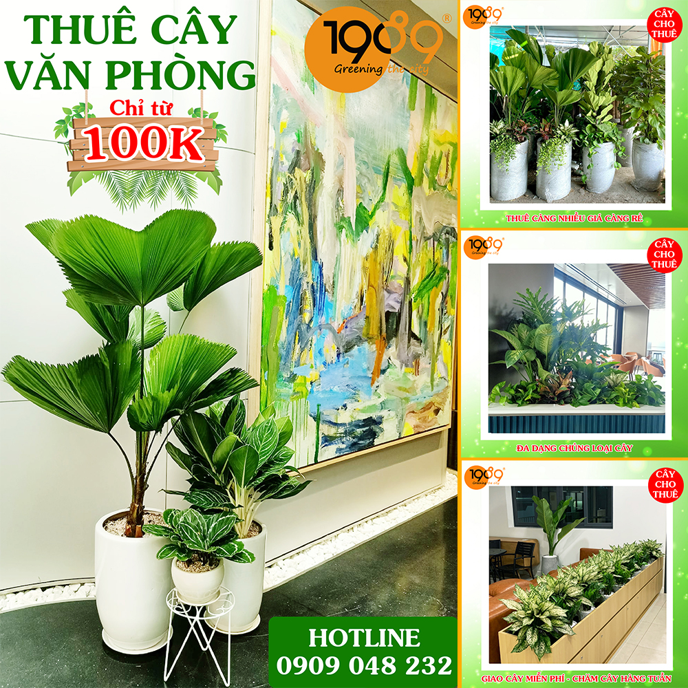 Báo Giá Cho Thuê Cây Cảnh Văn Phòng Mới Nhất