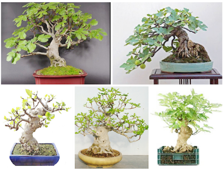 [TOP 20] Cây Cảnh Văn Phòng Có Khả Năng Hút Bức Xạ 