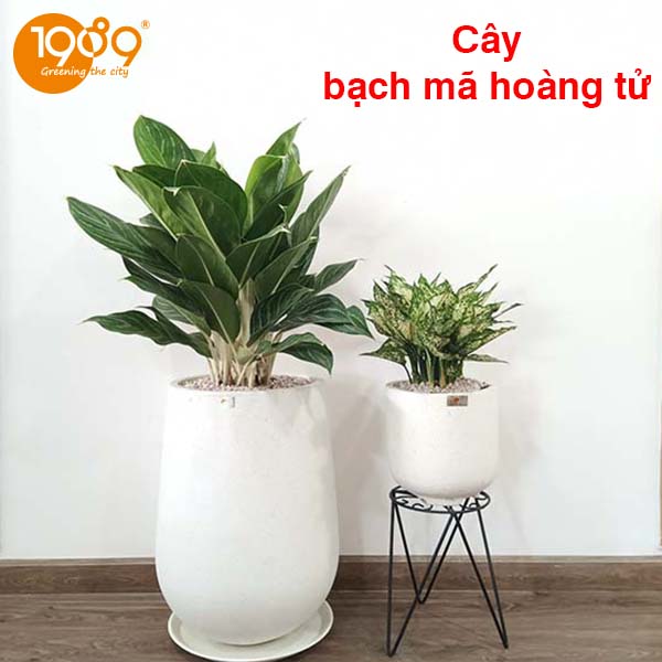 https://thuecayvn.vn/top-25-cac-loai-cay-quang-hop-nguoc-nha-khi-oxy-vao-ban-dem/