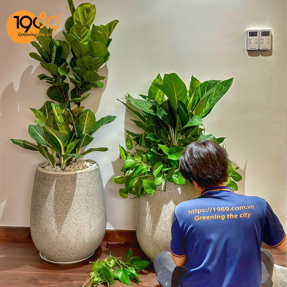 Dịch Vụ Thuê Cây Văn Phòng Là Gì