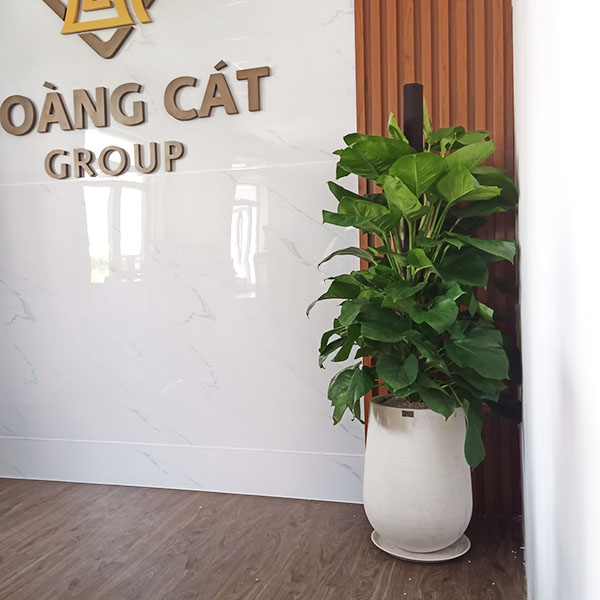 9 Lý do bạn nên Thuê Cây Cảnh Văn Phòng