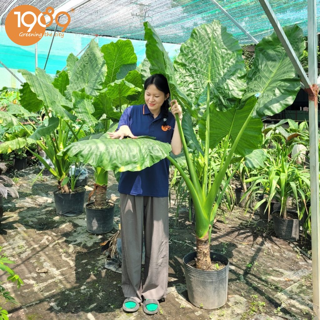 Nên sử dụng dịch vụ THUÊ cây xanh văn phòng hay MUA cây trọn gói?