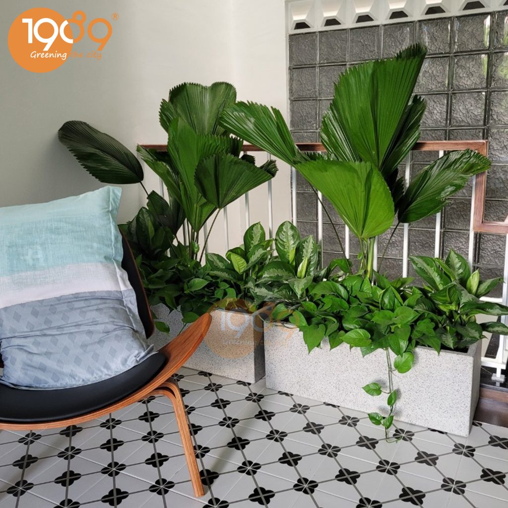 https://thuecayvn.vn/top-20-cay-canh-van-phong-co-kha-nang-hut-buc-xa/