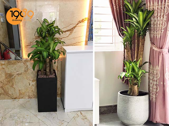 Sử Dụng Dịch Vụ Thuê Cây Văn Phòng Mang Lại Lợi Ích Gì?