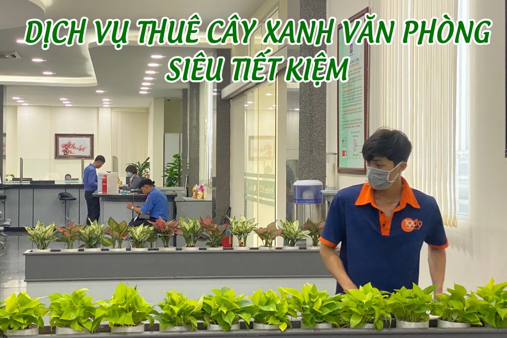 9 Lý do bạn nên Thuê Cây Cảnh Văn Phòng