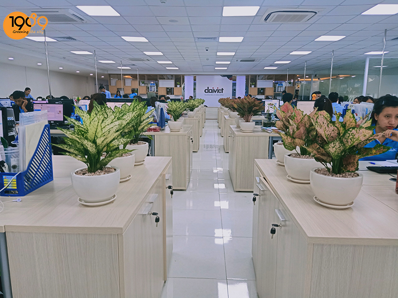 9 Lý do bạn nên Thuê Cây Cảnh Văn Phòng