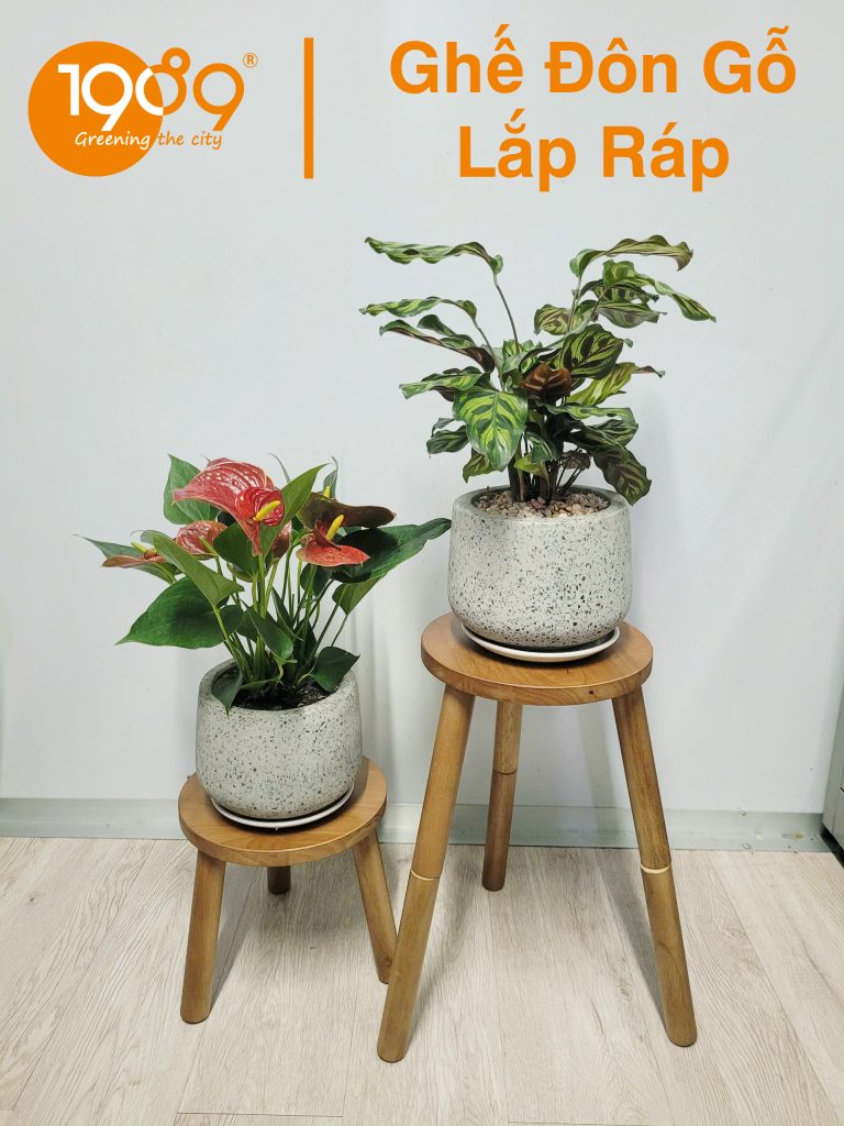 [TOP 20] Cây Cảnh Văn Phòng Có Khả Năng Hút Bức Xạã