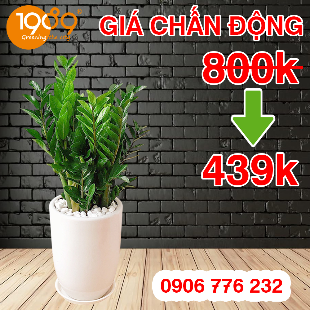 9 Lý do bạn nên Thuê Cây Cảnh Văn Phòng