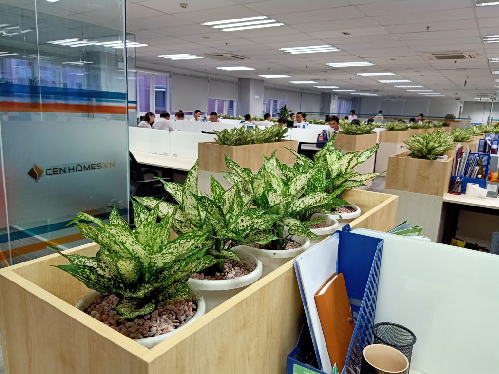 dịch vụ thuê cây xanh văn phòng là gì