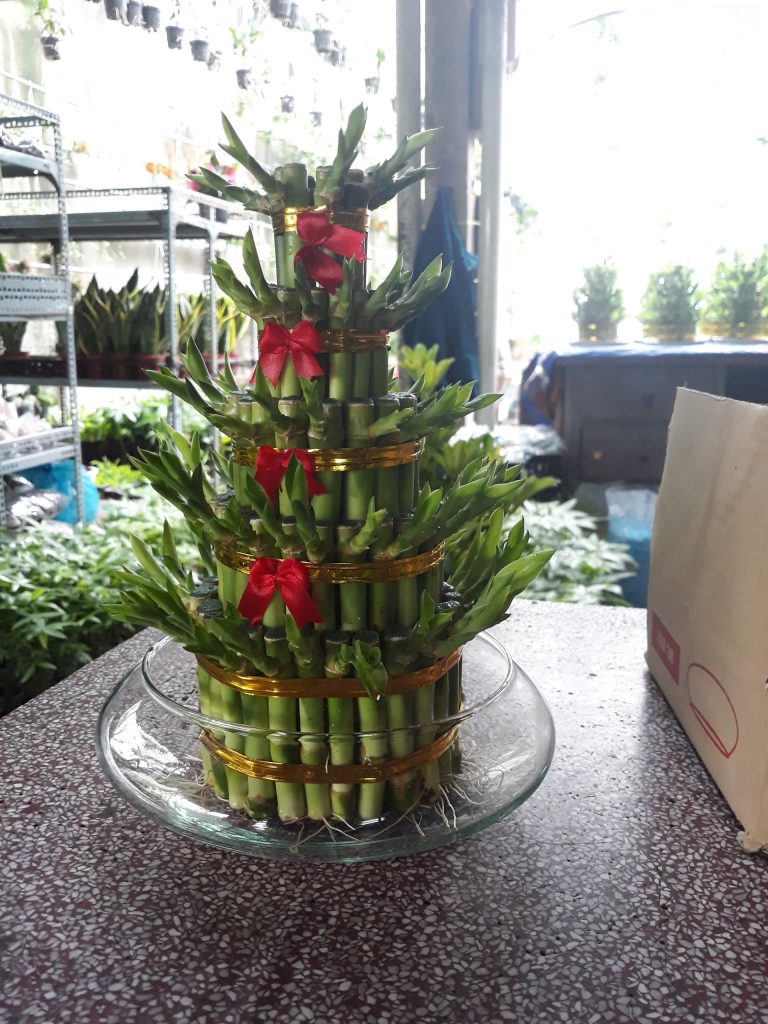 Cây phát lộc