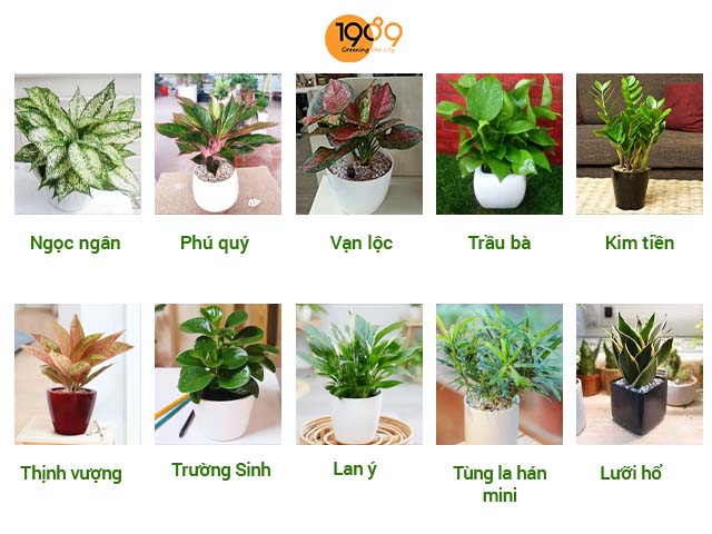 Sử Dụng Dịch Vụ Thuê Cây Văn Phòng Mang Lại Lợi Ích Gì?
