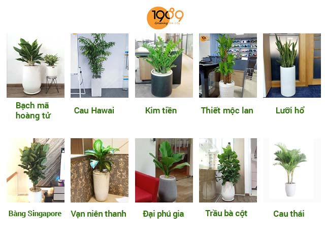 Sử Dụng Dịch Vụ Thuê Cây Văn Phòng Mang Lại Lợi Ích Gì?