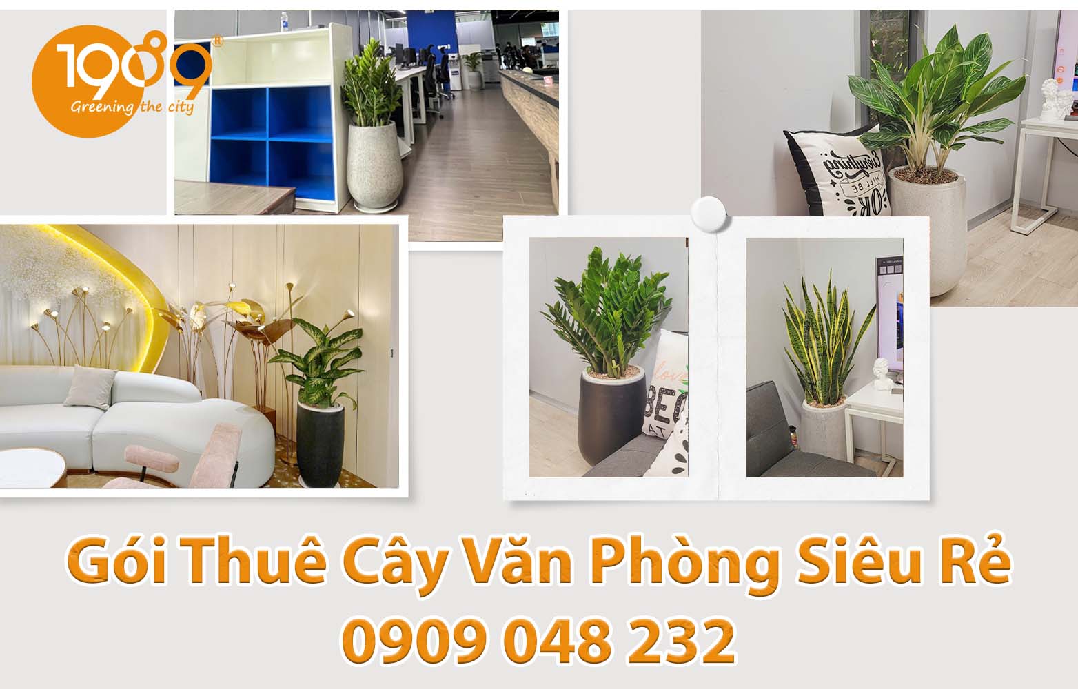 Gói Thuê Cây Văn Phòng Siêu Rẻ