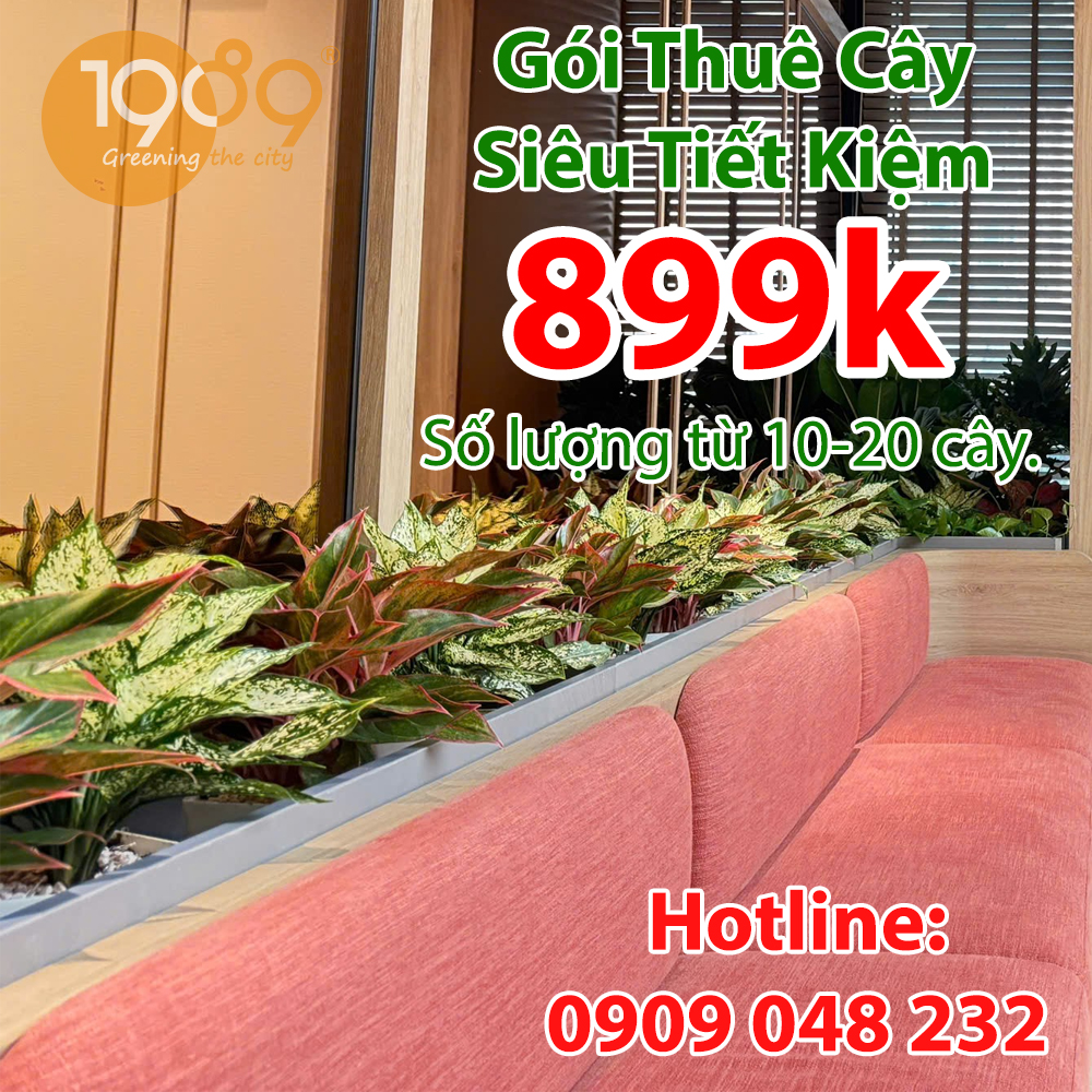 Dịch vụ thuê cây văn phòng trọn gói giá rẻ sài gòn 3