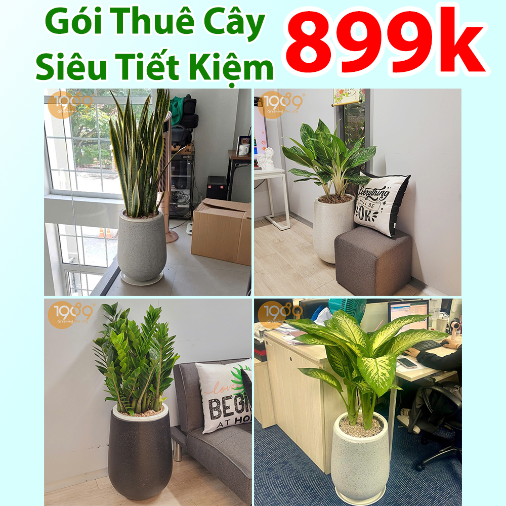 Dịch vụ thuê cây văn phòng trọn gói giá rẻ sài gòn 4
