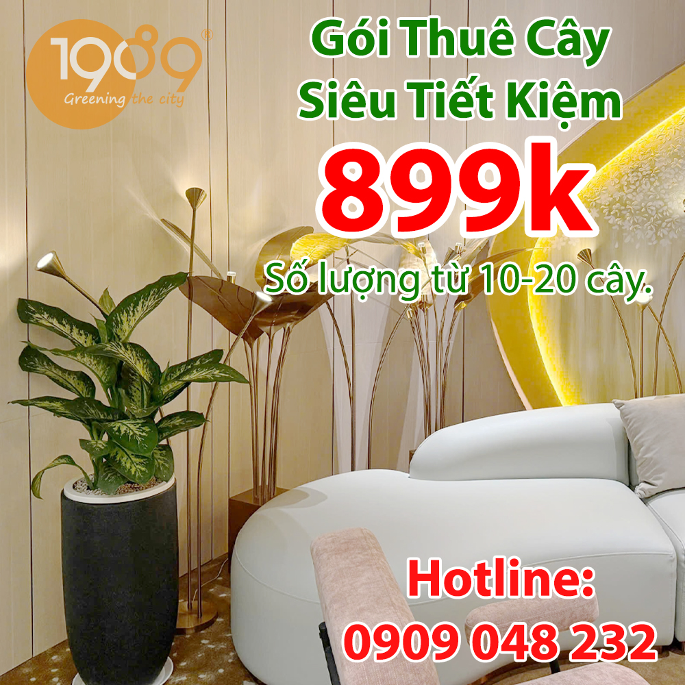 Dịch vụ thuê cây văn phòng trọn gói giá rẻ sài gòn