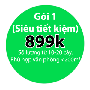 Gói Thuê Cây Văn Phòng Siêu Rẻ